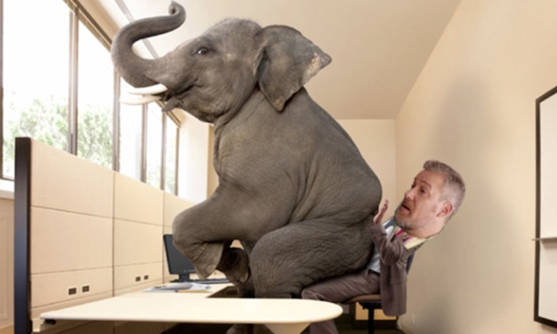 Can we talk for a second about the elephant in the room?